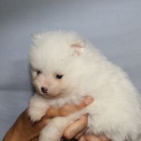 Spitz chiot #3