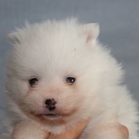 Spitz chiot #4