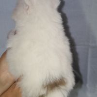 Spitz chiot #5