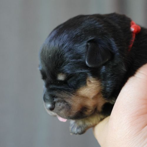 Sublimes chiots rottweiler lof #2