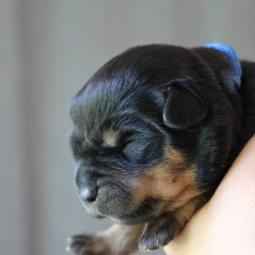 Sublimes chiots rottweiler lof #3