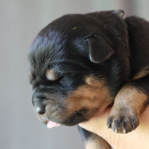 Sublimes chiots rottweiler lof