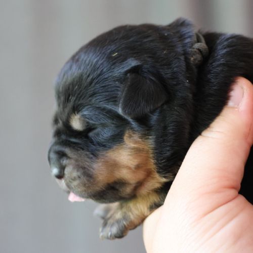 Sublimes chiots rottweiler lof #5