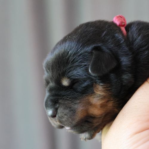 Sublimes chiots rottweiler lof #6