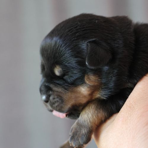 Sublimes chiots rottweiler lof #8