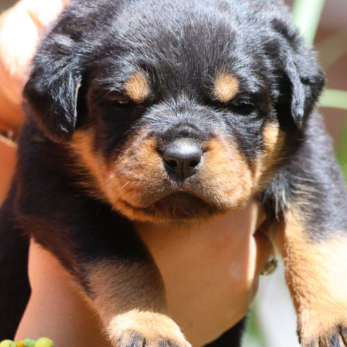 Sublimes chiots rottweiler lof #2