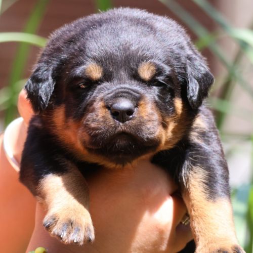 Sublimes chiots rottweiler lof #4