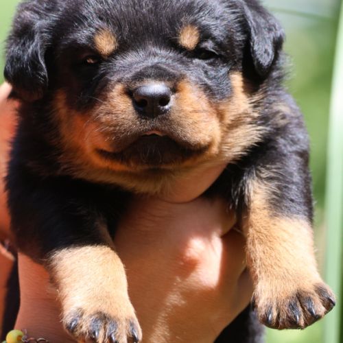 Sublimes chiots rottweiler lof #5