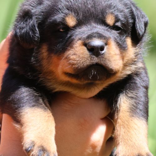 Sublimes chiots rottweiler lof