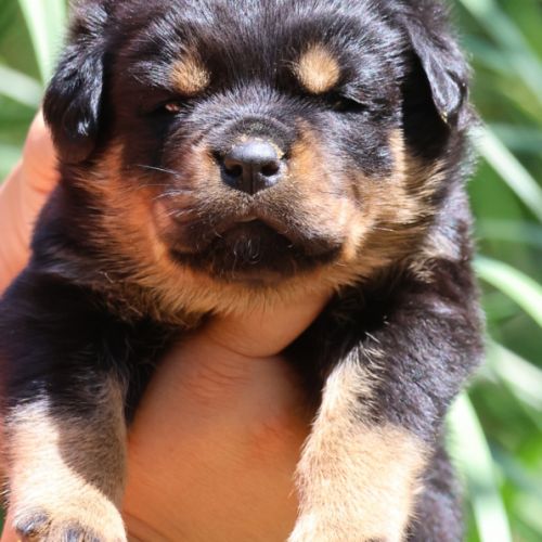 Sublimes chiots rottweiler lof #8