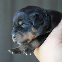 Sublimes chiots rottweiler lof #1