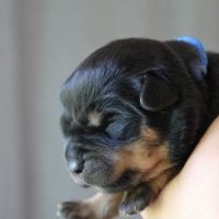 Sublimes chiots rottweiler lof #3