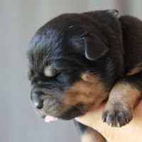 Sublimes chiots rottweiler lof #0