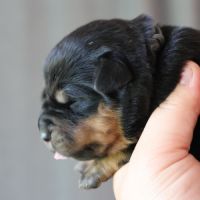 Sublimes chiots rottweiler lof #5