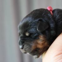 Sublimes chiots rottweiler lof #6