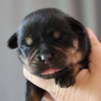 Sublimes chiots rottweiler lof #7