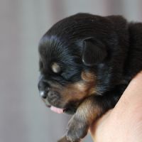 Sublimes chiots rottweiler lof #8