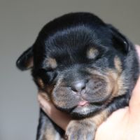 Sublimes chiots rottweiler lof #9