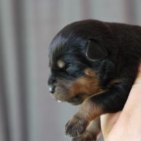 Sublimes chiots rottweiler lof #10