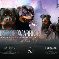 Sublimes chiots rottweiler lof #1