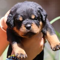 Sublimes chiots rottweiler lof #3