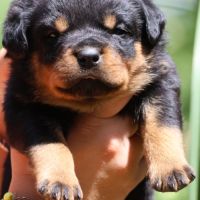 Sublimes chiots rottweiler lof #5