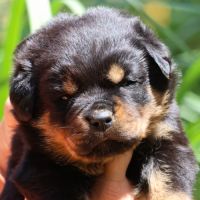 Sublimes chiots rottweiler lof #7
