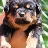 Sublimes chiots rottweiler lof #8