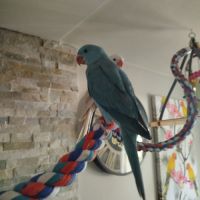 Perruche a collier #5