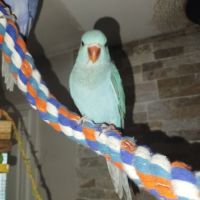 Perruche a collier