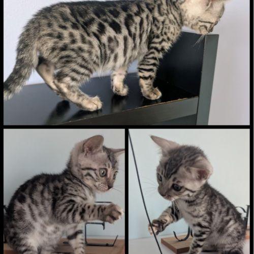 Magnifiques chatons bengal loof