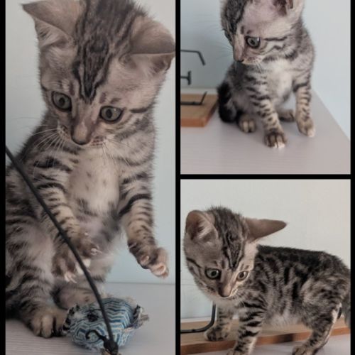 Magnifiques chatons bengal loof #2