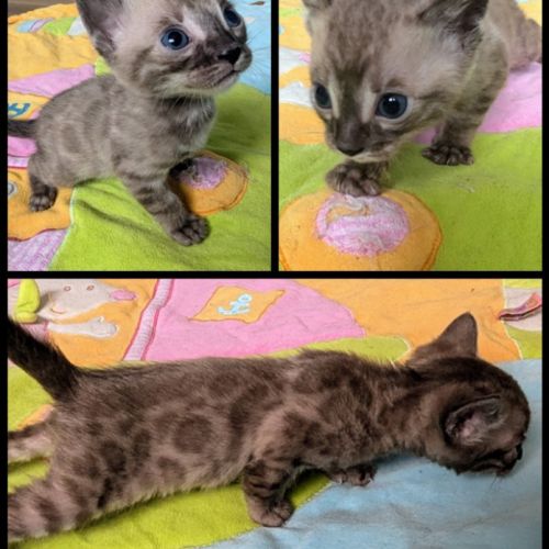 Magnifiques chatons bengal loof #3