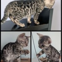 Magnifiques chatons bengal loof #0