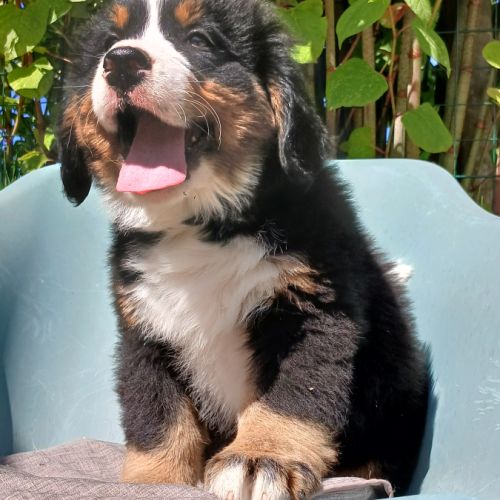 Superbes chiots mâles bouvier bernois lof disponib #1