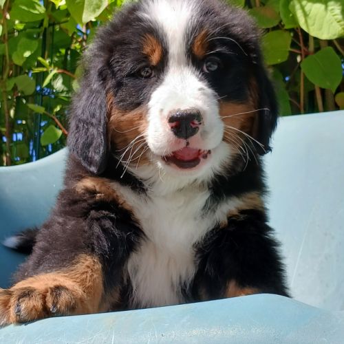 Superbes chiots mâles bouvier bernois lof disponib #0