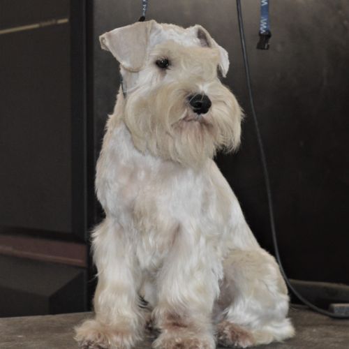 Chiot lof schnauzer nain blanc #1
