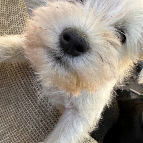 Chiot lof schnauzer nain blanc #0