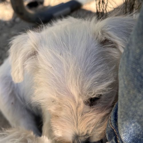Chiot lof schnauzer nain blanc #3