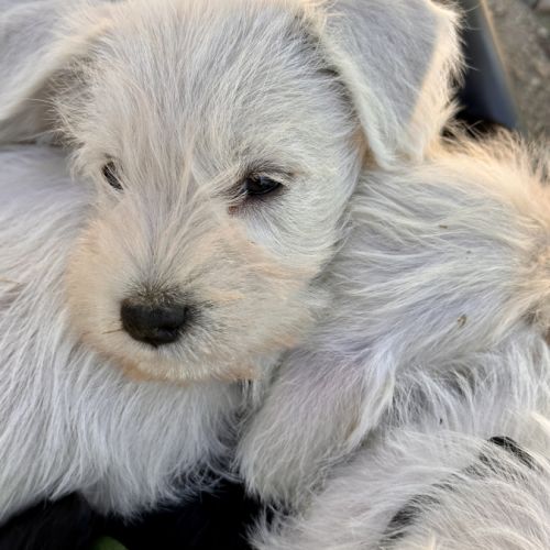 Chiot lof schnauzer nain blanc #4