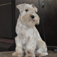 Chiot lof schnauzer nain blanc #1