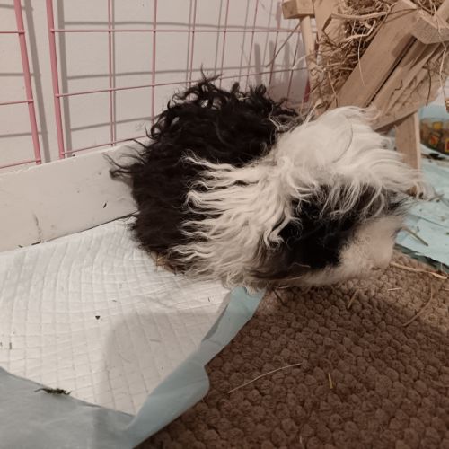 Donne cochons d'inde mâles nés en 2026 #2