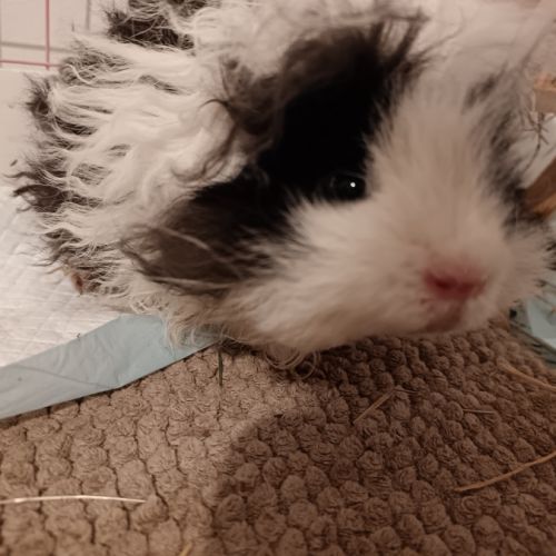 Donne cochons d'inde mâles nés en 2026 #4