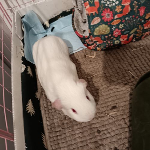 Donne cochons d'inde mâles nés en 2026 #5