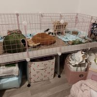 Donne cochons d'inde mâles nés en 2026 #1