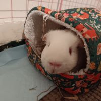 Donne cochons d'inde mâles nés en 2026