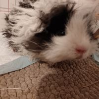 Donne cochons d'inde mâles nés en 2026 #4