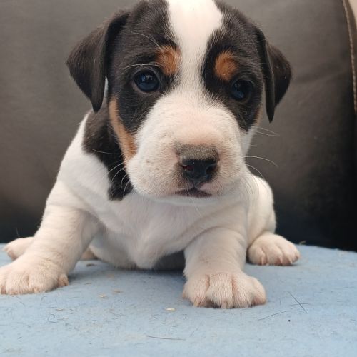 Superbes chiots mâles jack russell lof #0