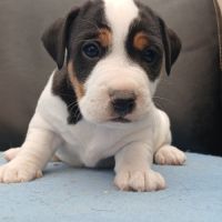 Superbes chiots mâles jack russell lof