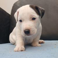 Superbes chiots mâles jack russell lof #2